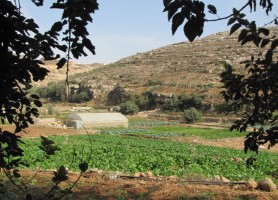 IMG_9013 (278 x 200)_20210826195914.269.jpg